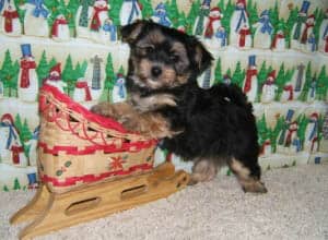 morkie3