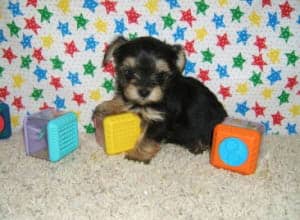 morkie6