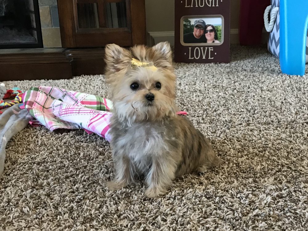 Teacup Maltese & Morkie Puppies for Sale in Iowa Henrys Maltese
