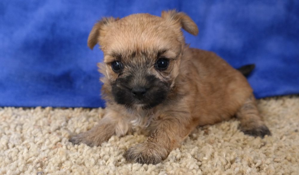 Maltese & Morkie Puppies Available for Adoption Iowa Henry's Maltese