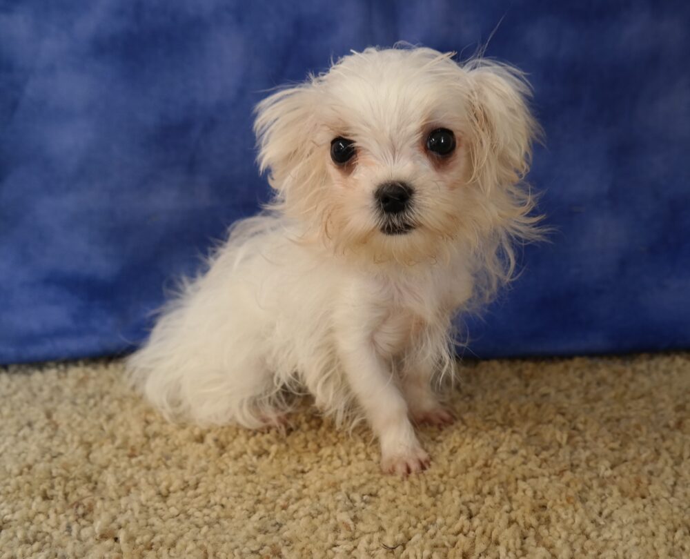 Maltese & Morkie Puppies Available for Adoption Iowa Henrys Maltese