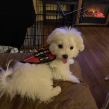 Teacup Morkie Puppies for Sale in Iowa