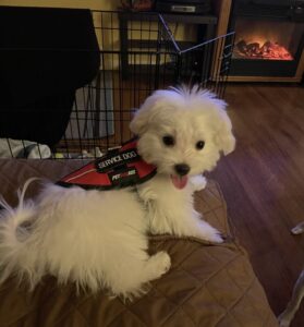 Teacup Morkie Puppies for Sale in Iowa