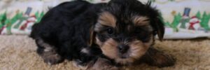 Maltese & Morkie